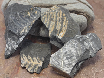 Fern Fossils in Slate